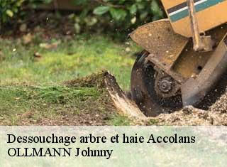 Dessouchage arbre et haie  accolans-25250 OLLMANN Johnny 