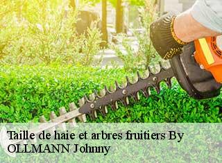 Taille de haie et arbres fruitiers  by-25440 OLLMANN Johnny 