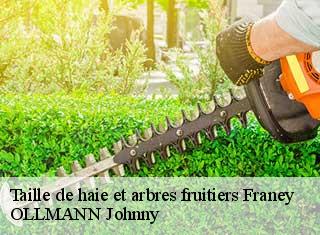 Taille de haie et arbres fruitiers  franey-25170 OLLMANN Johnny 