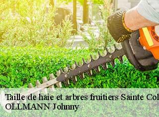 Taille de haie et arbres fruitiers  sainte-colombe-25300 OLLMANN Johnny 