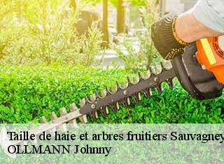 Taille de haie et arbres fruitiers  sauvagney-25170 OLLMANN Johnny 